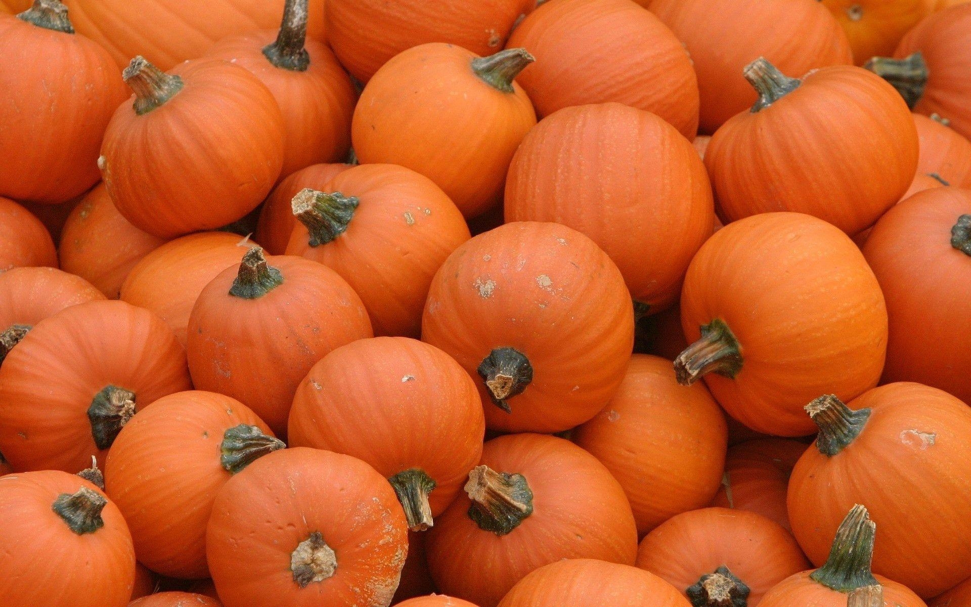 1920x1200 Pumpkin Wallpaper for Desktop, wallpaper, Pumpkin Wallpaper, Desktop