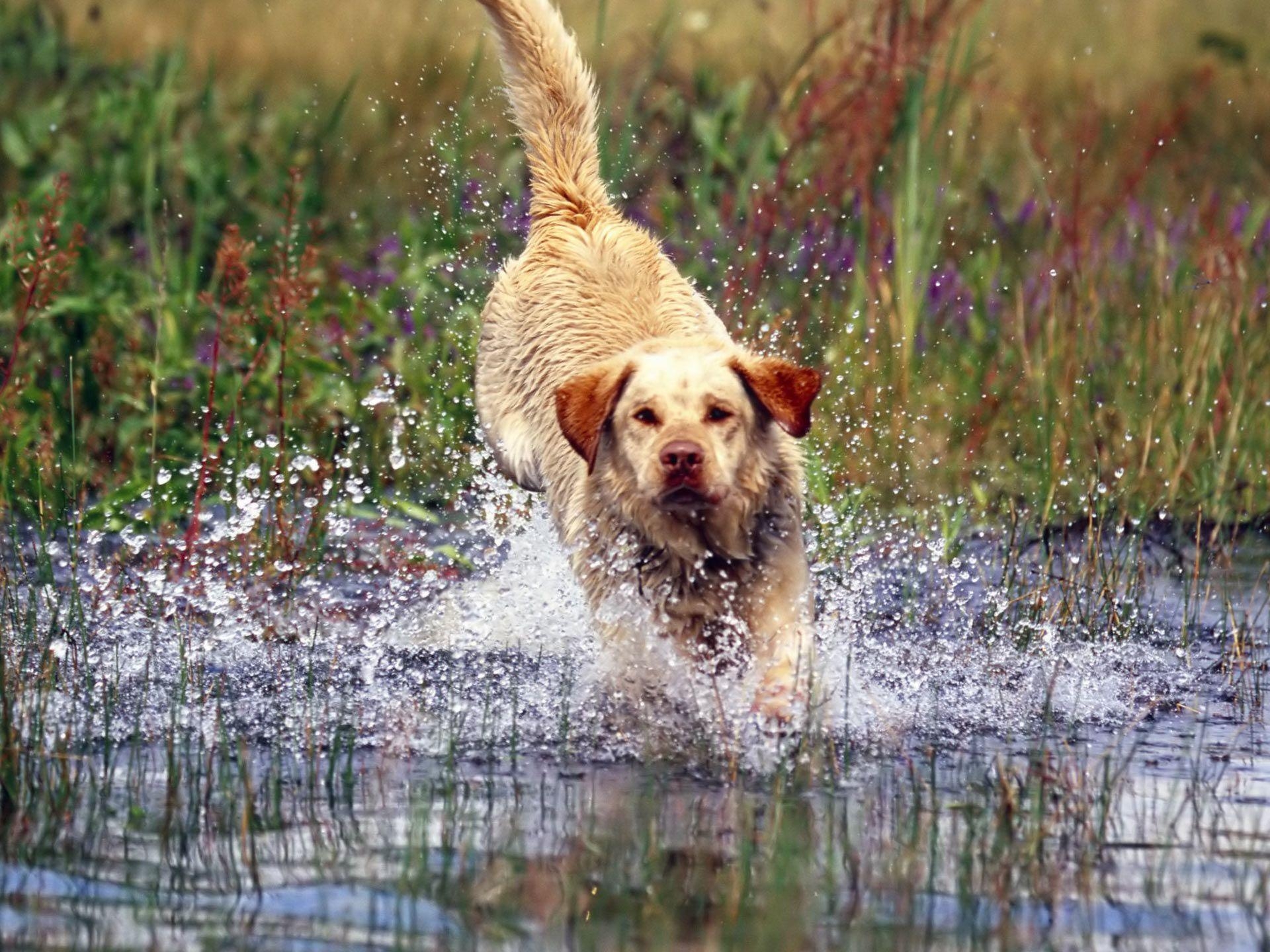 1920x1440 Running Labrador Retriever dog photo and wallpaper. Beautiful, Desktop