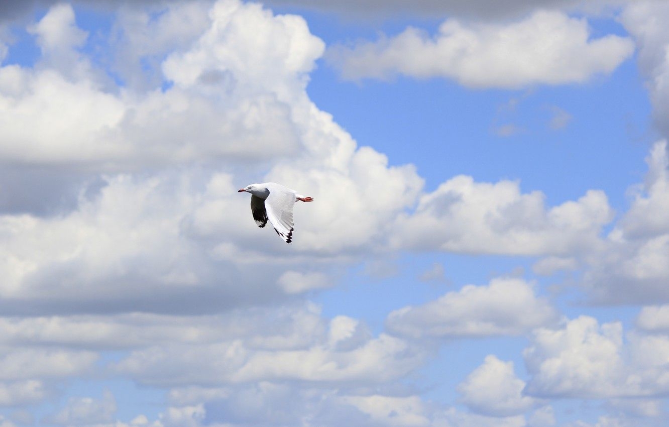 1340x850 Wallpaper sky, animals, flying, bird, flight, clouds, animal, Desktop