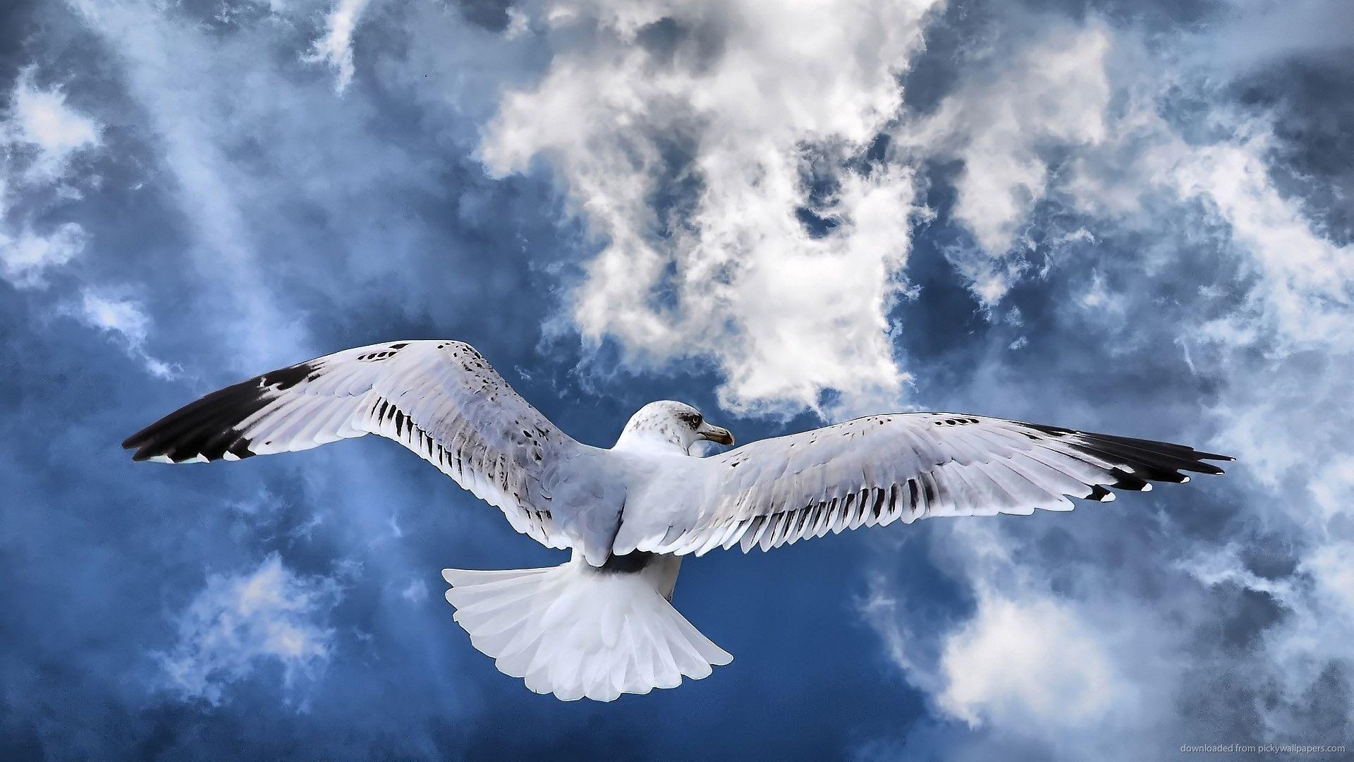 1920x1080 Widescreen Awesome Seagull Wallpaper, Desktop