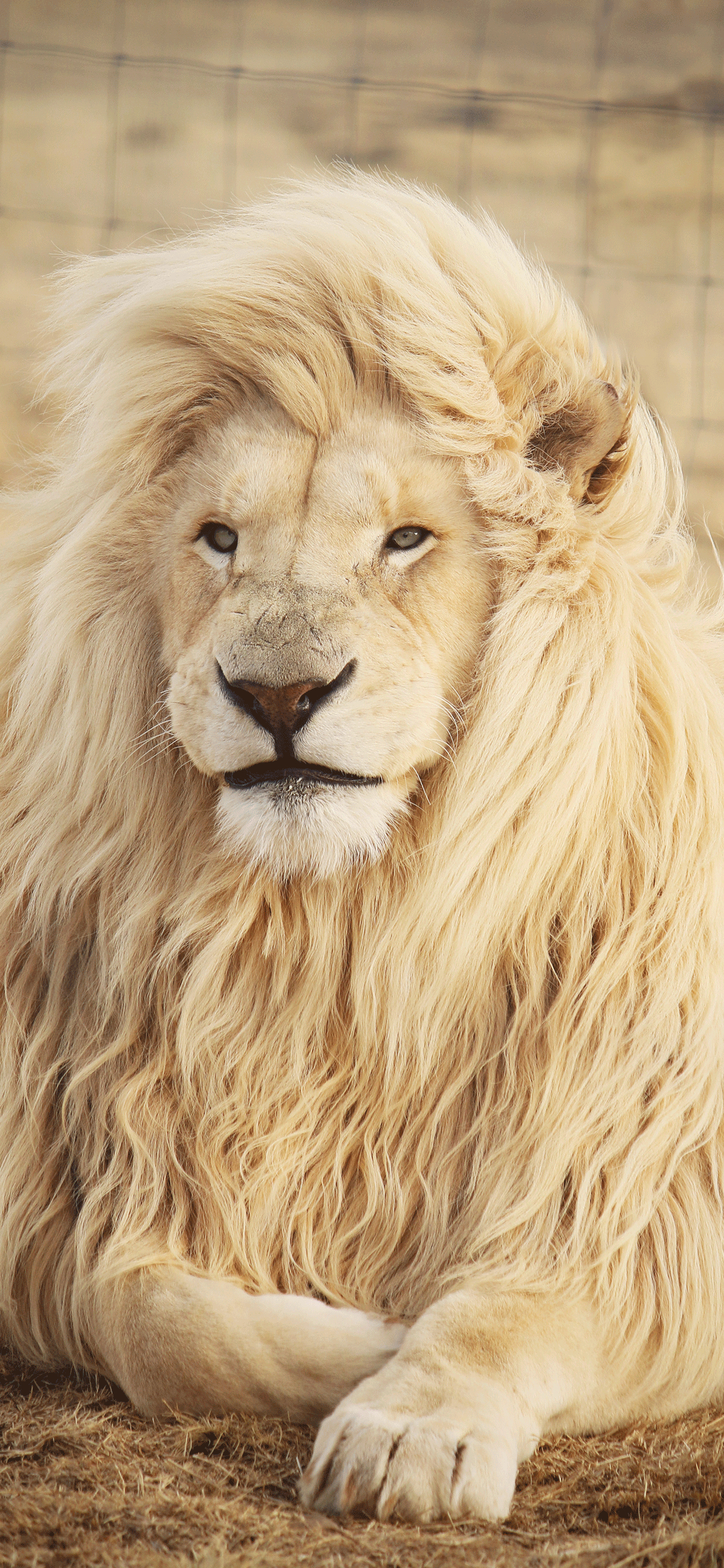 1250x2690 Lion Wallpaper, Phone