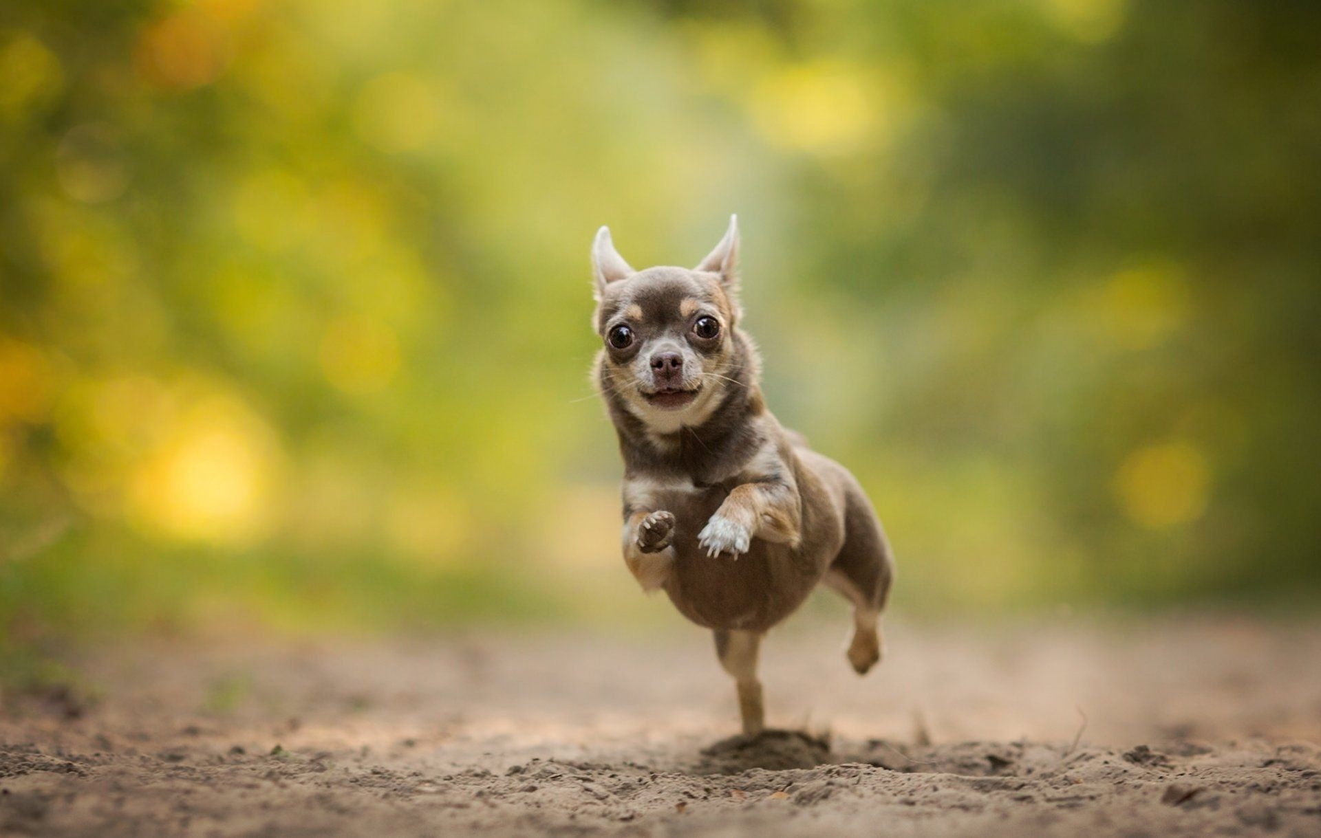 1920x1220 Teacup Chihuahua Wallpaper, Desktop