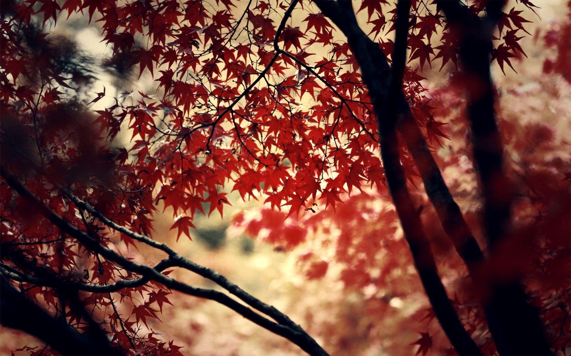 1920x1200 Red Leaf HD Wallpaper. Theme Bin, HD Wallpaper, Desktop