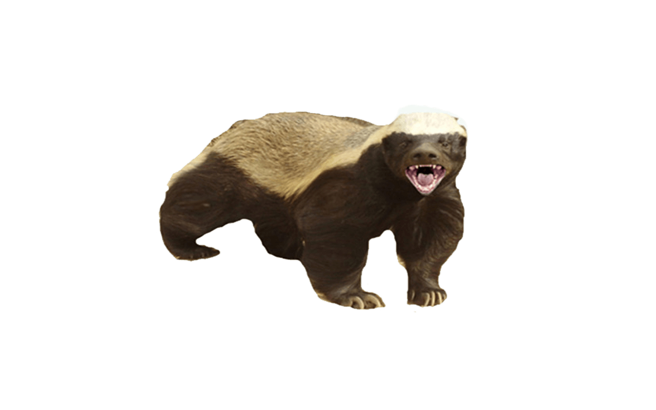 1280x800 Badger PNG, Desktop