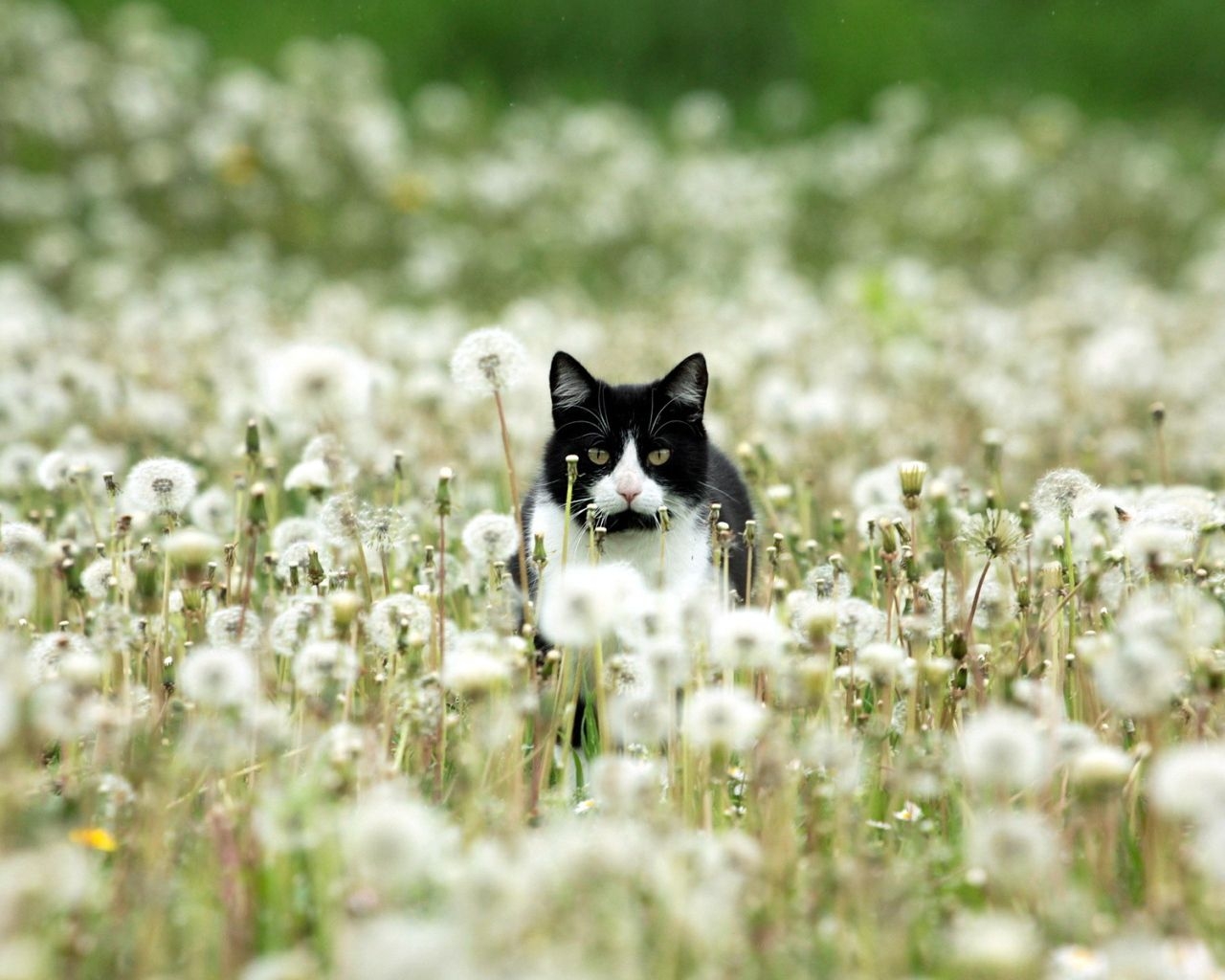 1280x1030 Black and white cat in dandelions Desktop wallpaper, Desktop