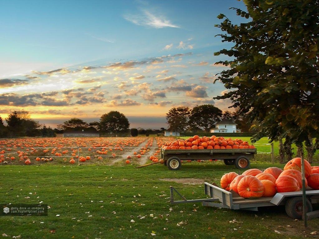 1030x770 Fields: Fall Pumpkins Autumn Pumpkin Patch Harvest Field Wallpaper, Desktop