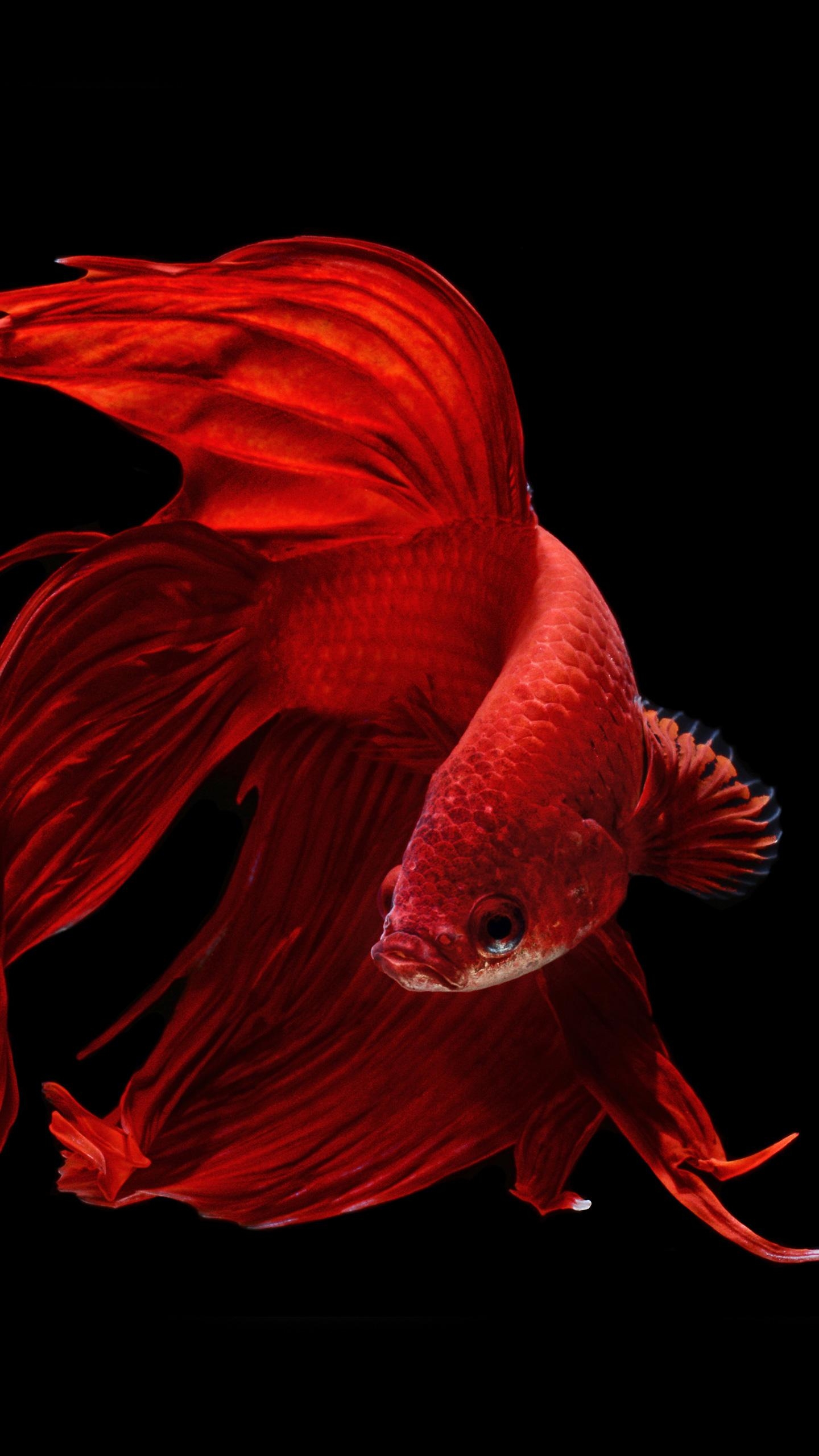 1440x2560 Red Exotic Fish AMOLED Wallpaper, Phone