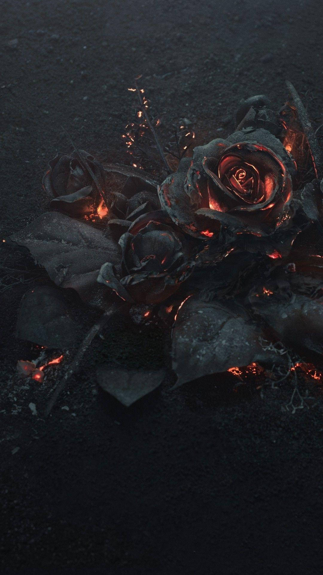 1080x1920 Black Rose iPhone Wallpaper Full HD, 4K Free to Use, Phone