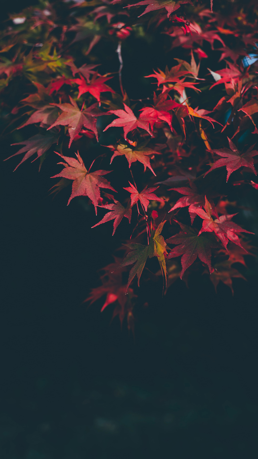 1080x1920 Fall Wallpaper Background For iPhone: Stunning Free HD Autumn Image. Glory of the Snow, Phone