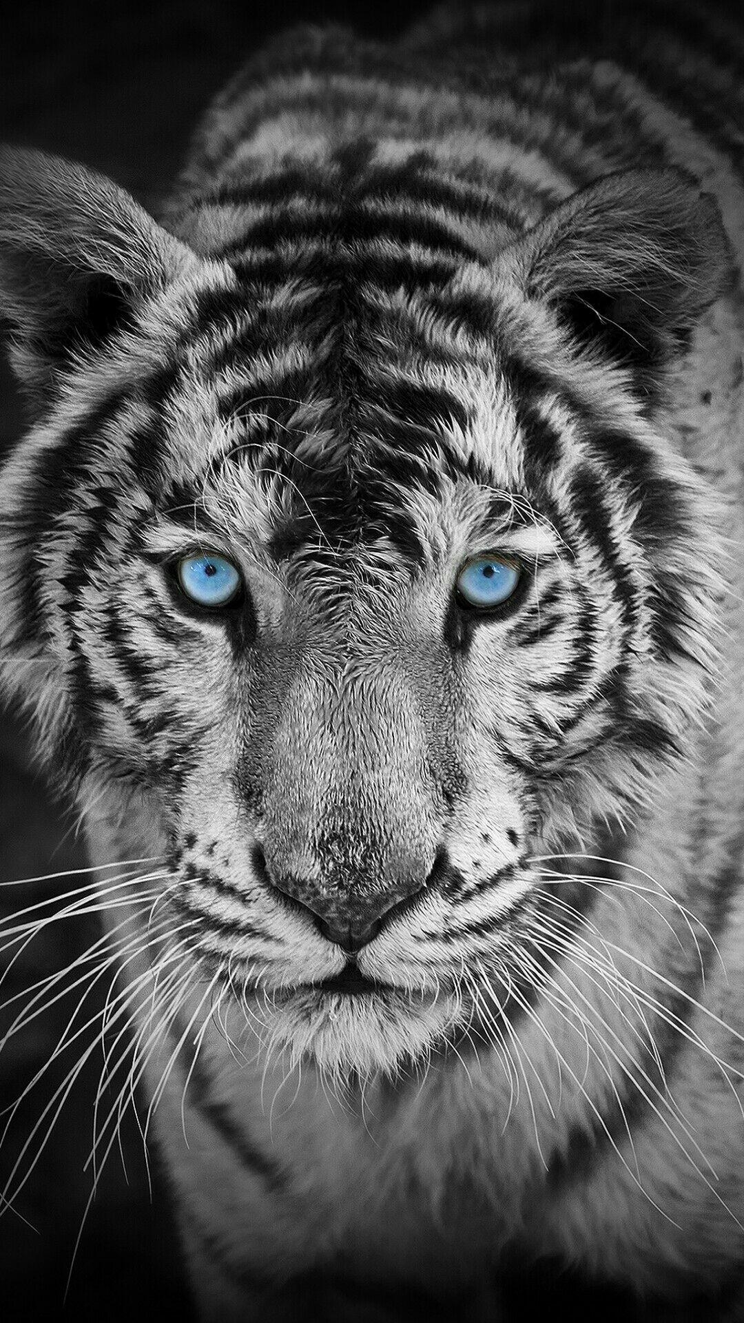 1080x1920 Tiger Phone Wallpaper Free Tiger Phone Background, Phone