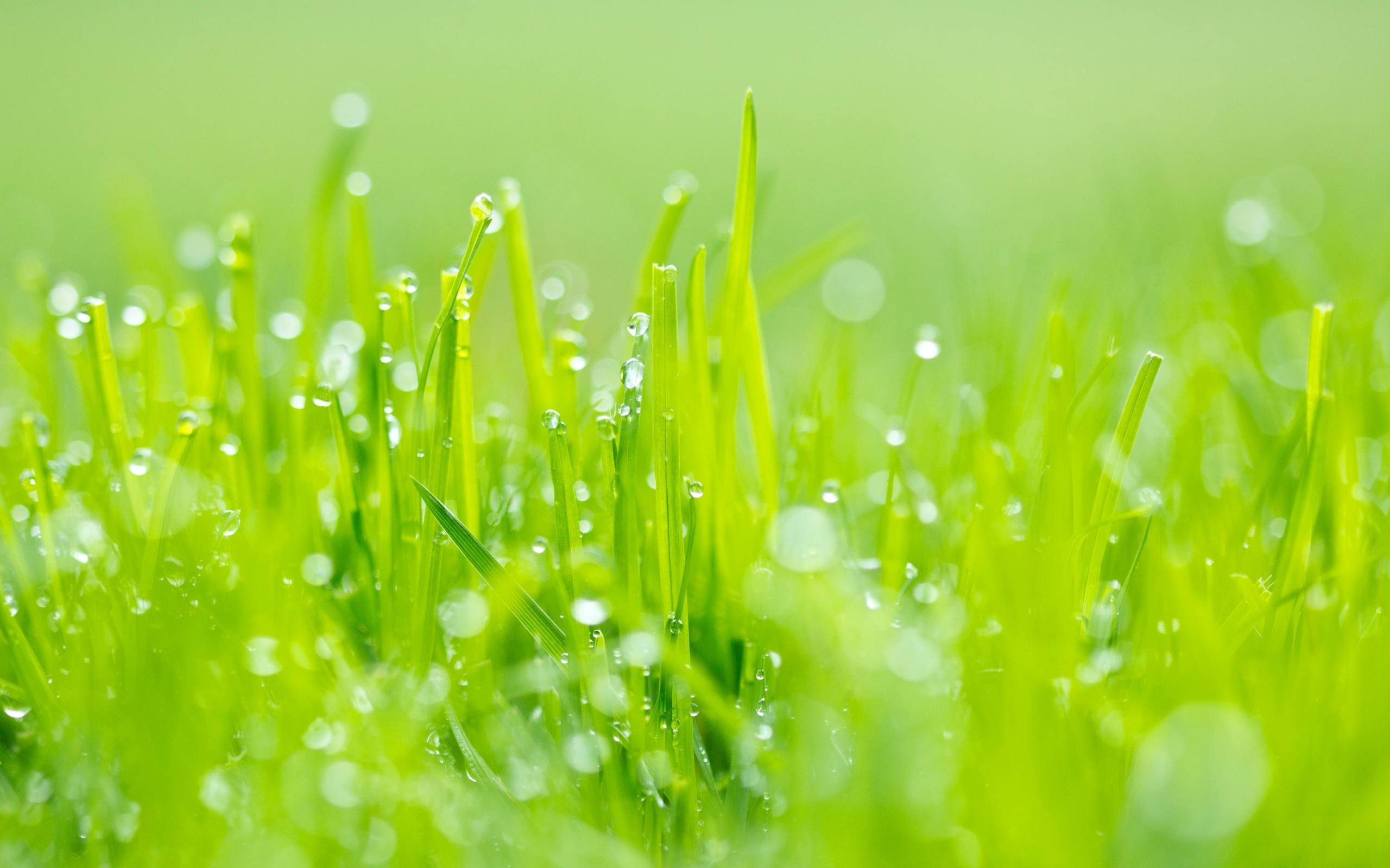 2560x1600 free green grass wallpaper Search Engine, Desktop