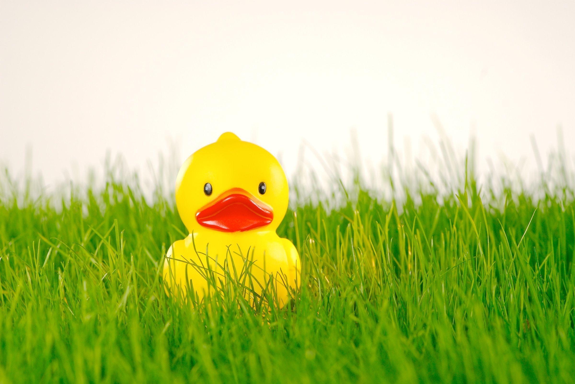 2400x1610 Rubber Duckies Background, Desktop