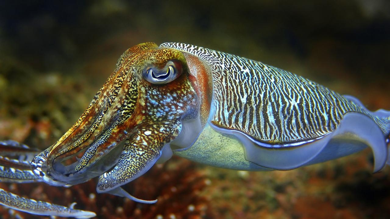 1280x720 Animals Cuttlefish, Desktop