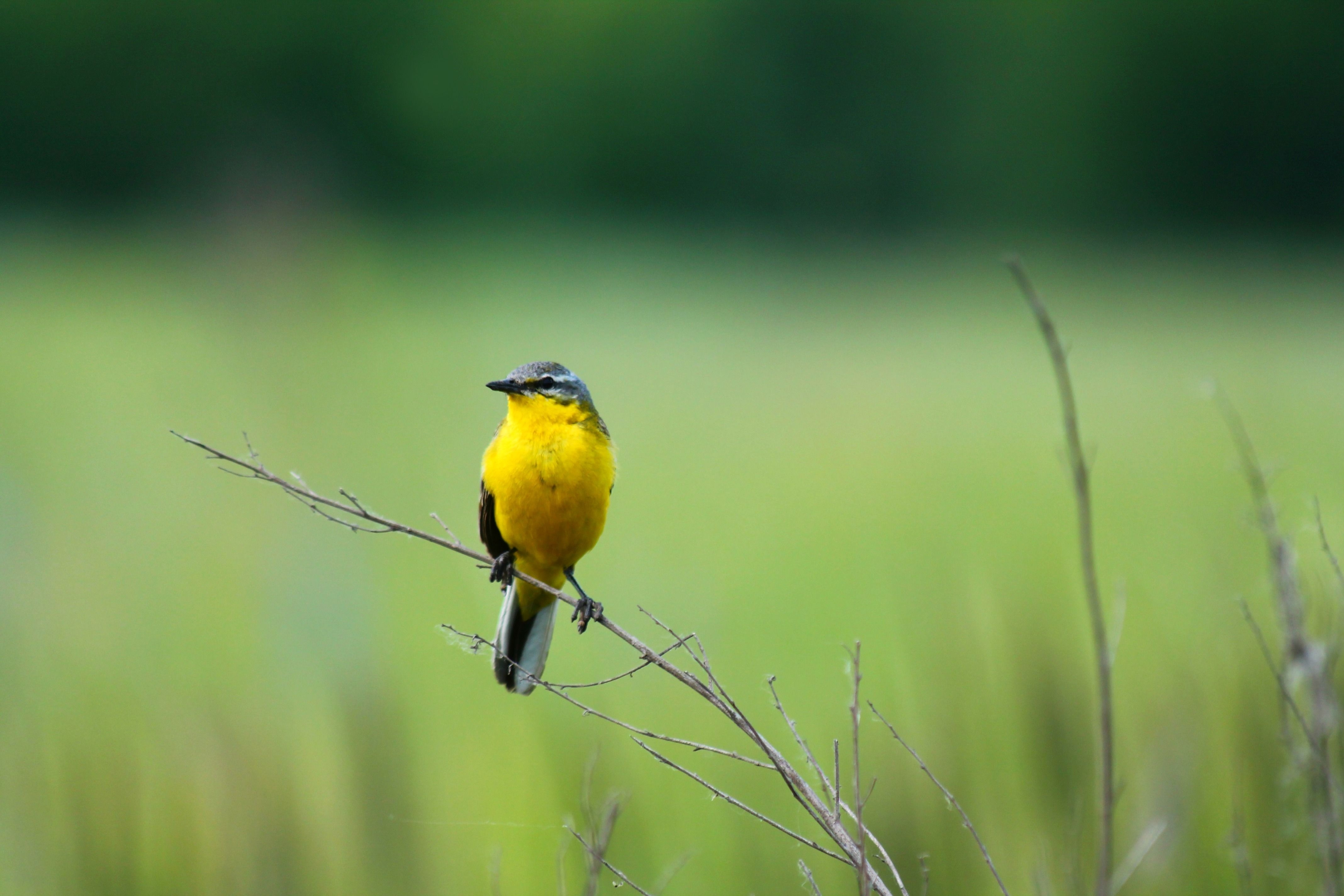 4280x2850 Summer Birds Wallpaper, Desktop