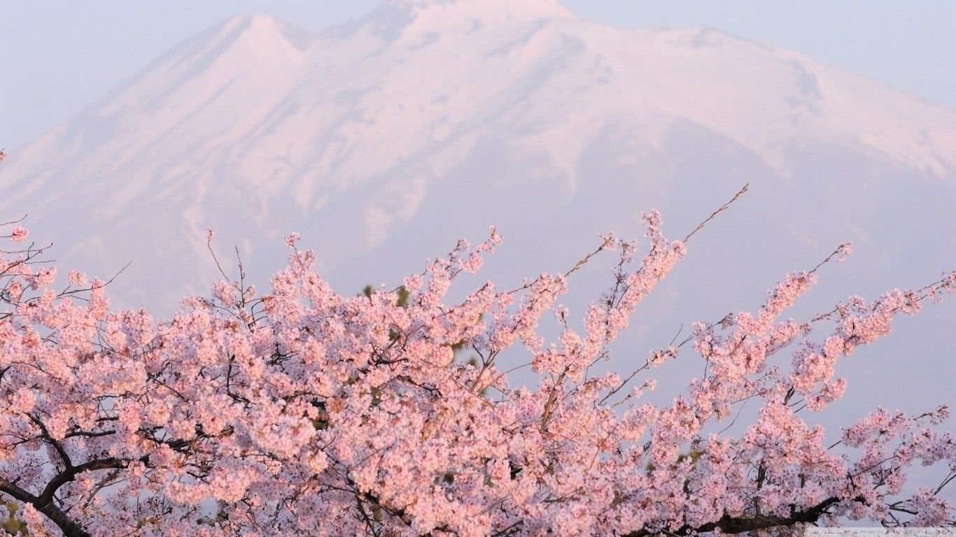 1370x770 Japanese Cherry Blossom Laptop Wallpaper Free Japanese, Desktop