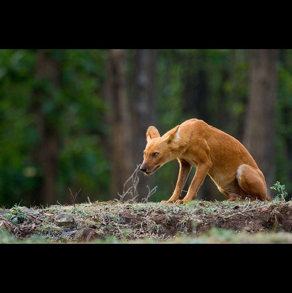 1020x1030 Free HD Wallpaper • The look of Dhole (Asiatic Wild Dog), Phone