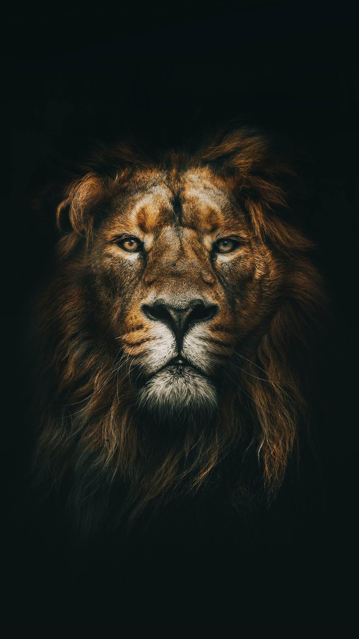 1250x2210 Lion iPhone Wallpaper Free Lion iPhone Background, Phone