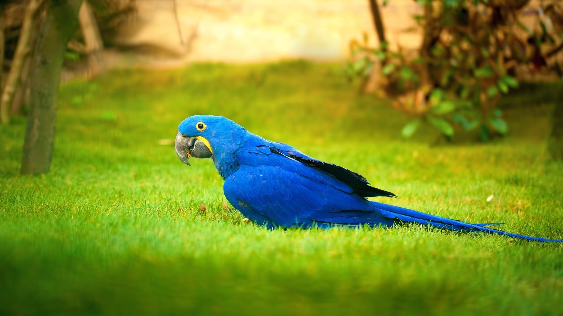 1920x1080 Macaw Bird Blue Parrot Birds #Wallpaper, Desktop