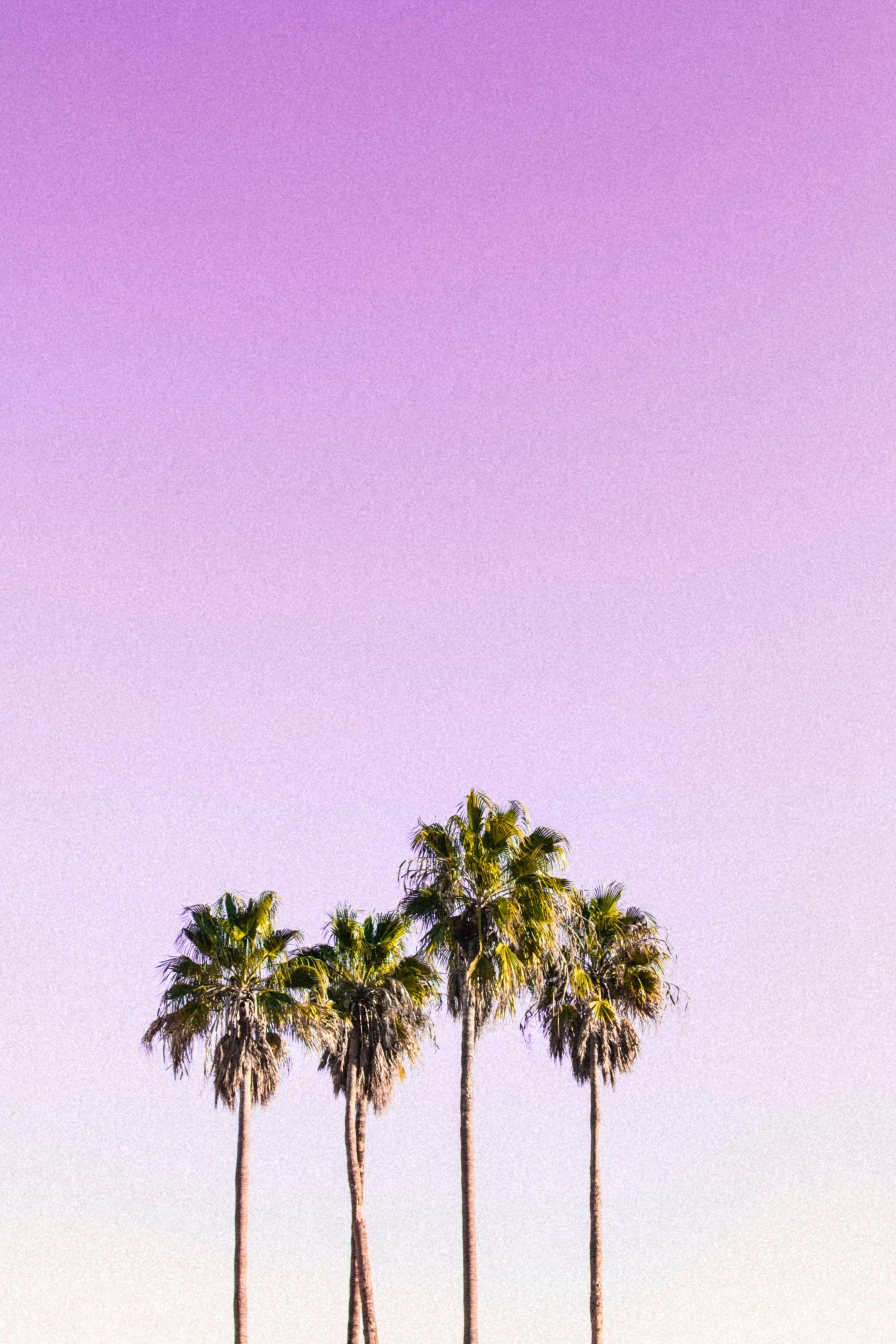 3650x5480 Amazing Palm Tree Photo, Phone