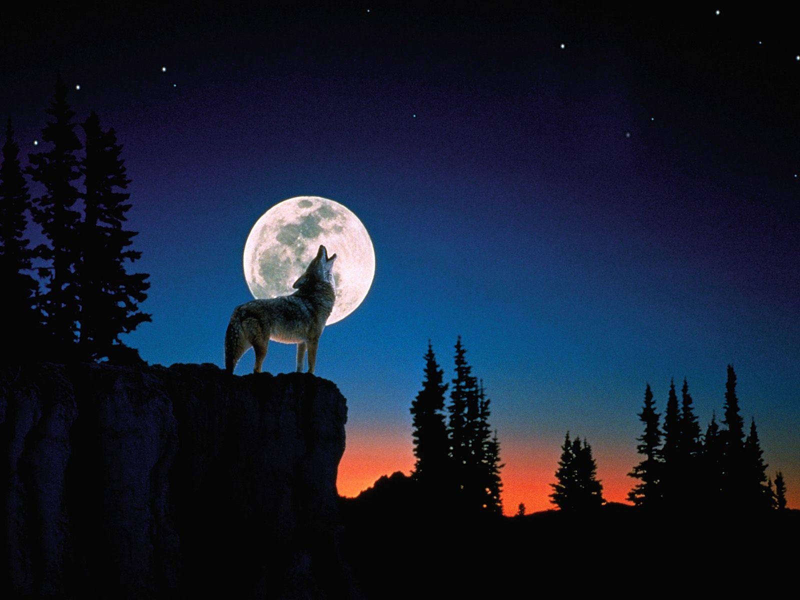 1600x1200 Black And White Wolf Howling At The Moon Wallpaper, Desktop