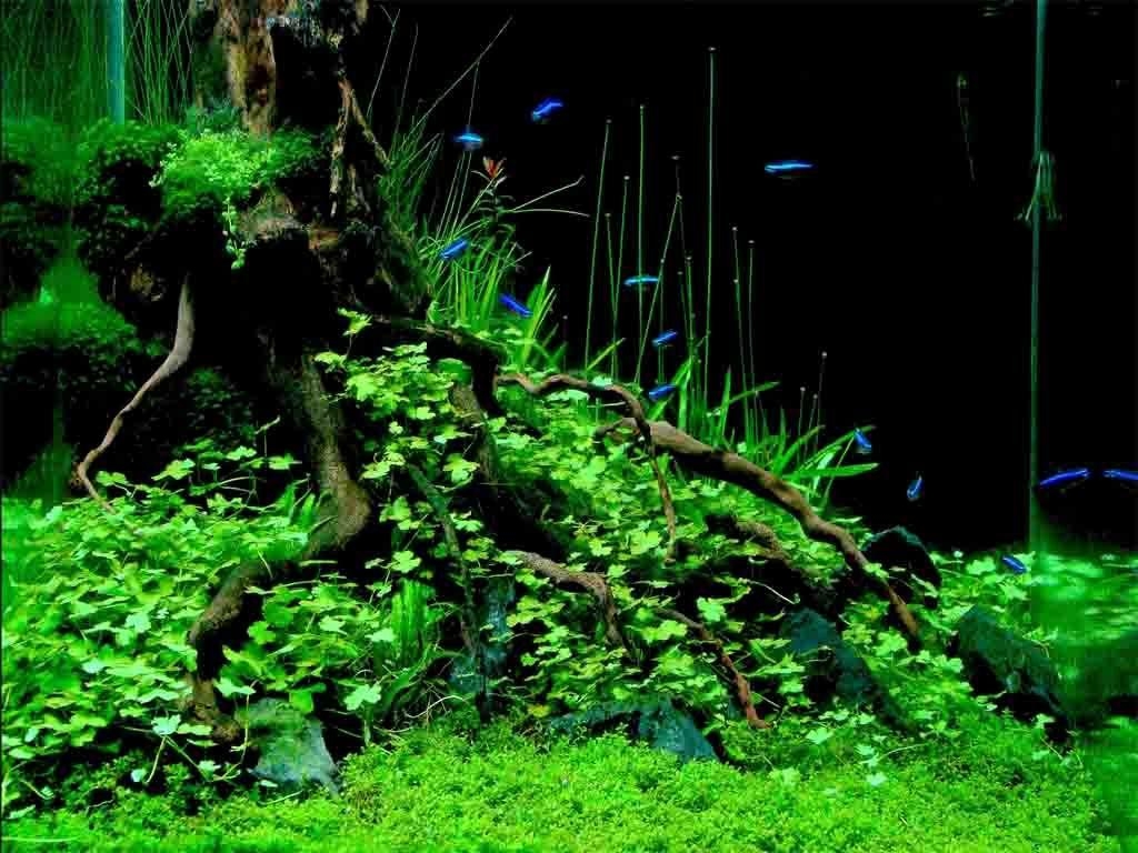 1030x770 Nano Aquascape Lovely top Aquascape Wallpaper, Desktop