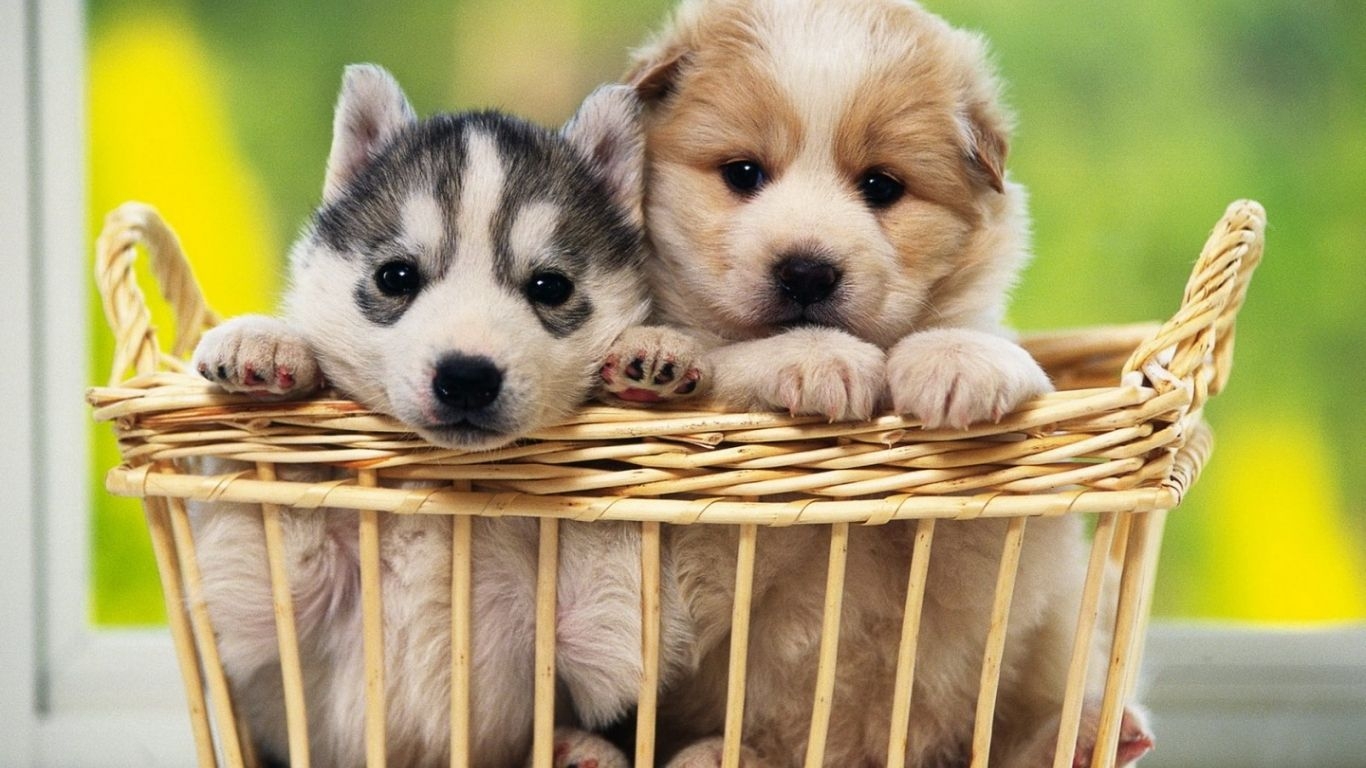 1370x770 Free download Cute Dogs Wallpaper Download Cute Dogs Wallpaper for Desktop [1440x900] for your Desktop, Mobile & Tablet. Explore Cute Puppies Wallpaper for Desktop. Cute Puppy Wallpaper, Cute Puppy Photo Wallpaper, Desktop