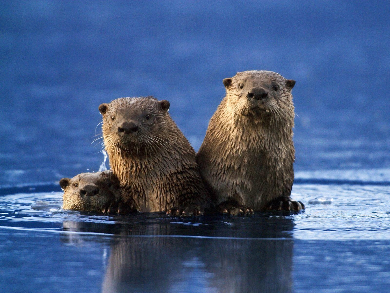 1600x1200 Sea Otter HD Wallpaper. Sea Otter Picture, Desktop