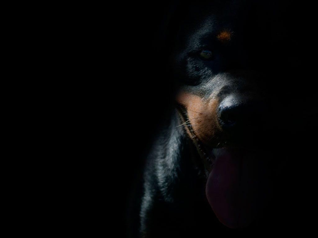 1030x770 ROTTWEILER PUPPY WALLPAPER HD. Helionip, Desktop