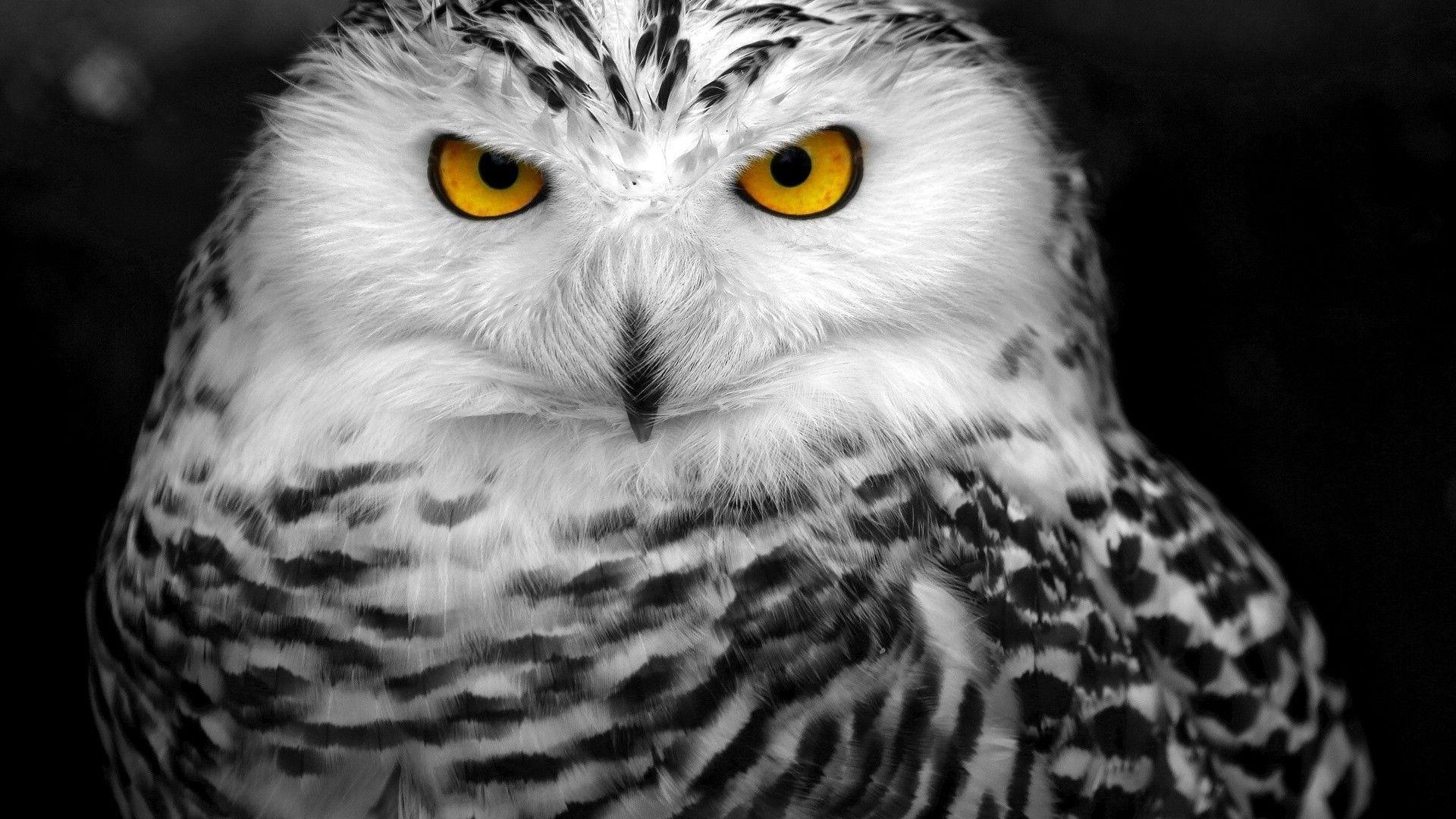 1920x1080 White Owl HD Wallpaper, Desktop