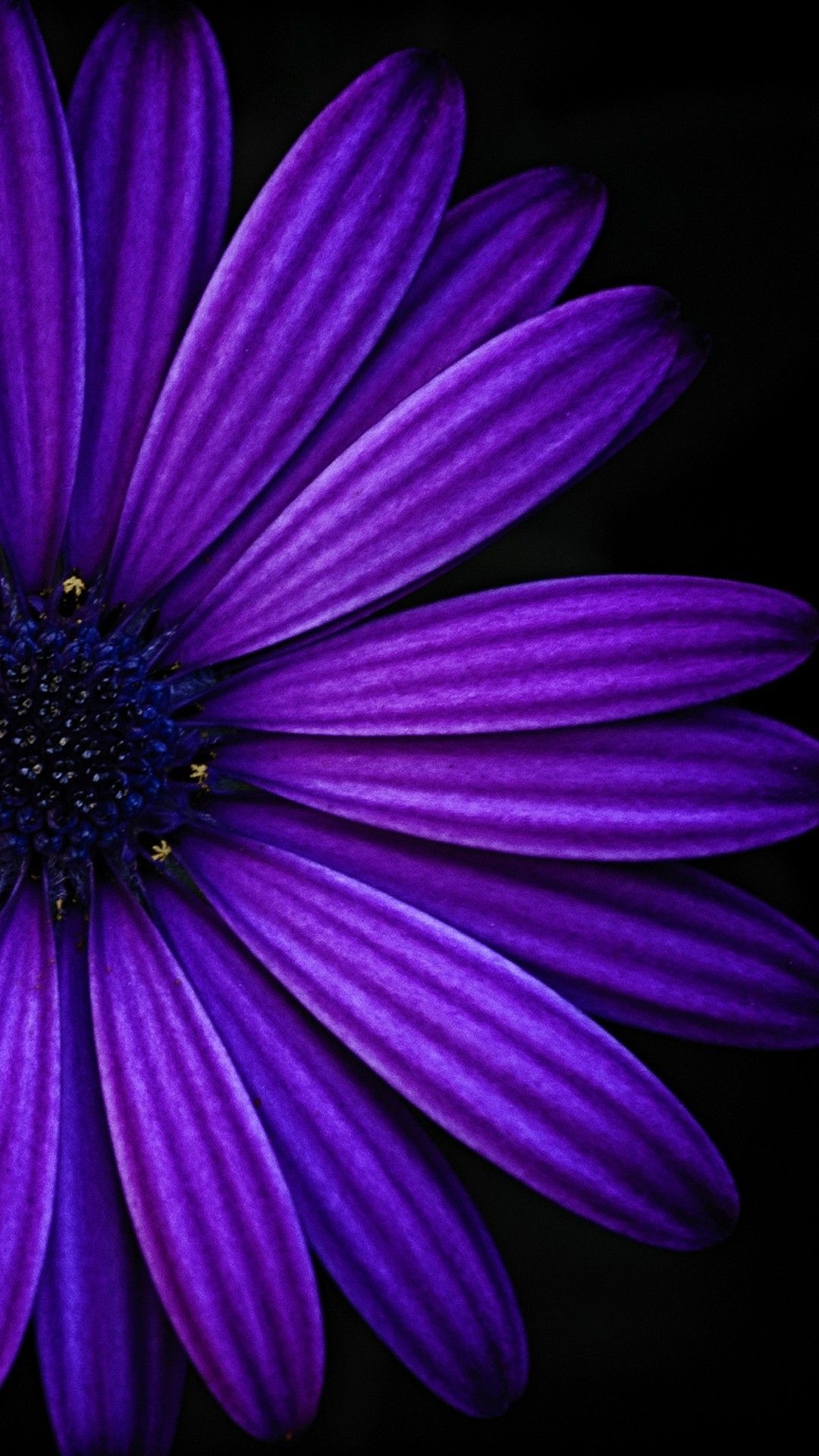 1080x1920 iPhone Wallpaper. Violet, Purple, Blue, Petal, african daisy, Flower, Phone