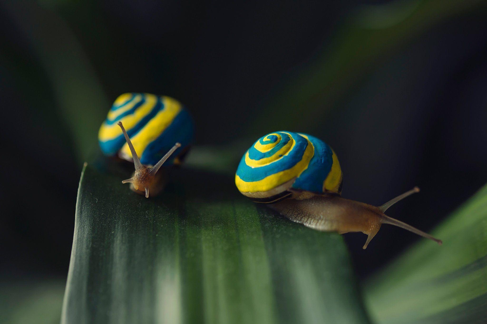 2050x1370 closeup macro, snail, stock image, bokeh, two, animals, tablet, snails, Desktop