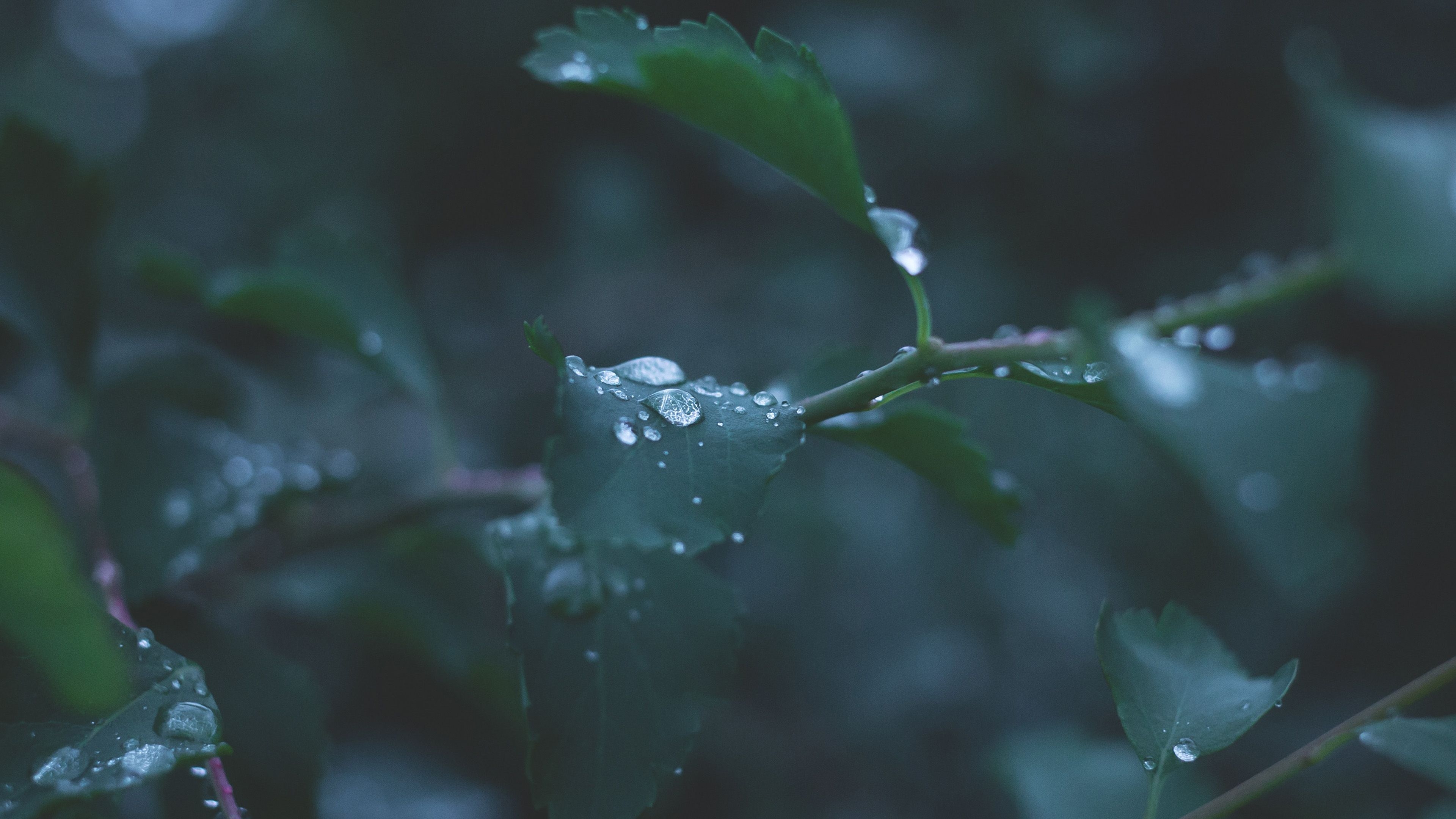 3840x2160 Leaf Water Rain Nature Green Wallpaper, Desktop