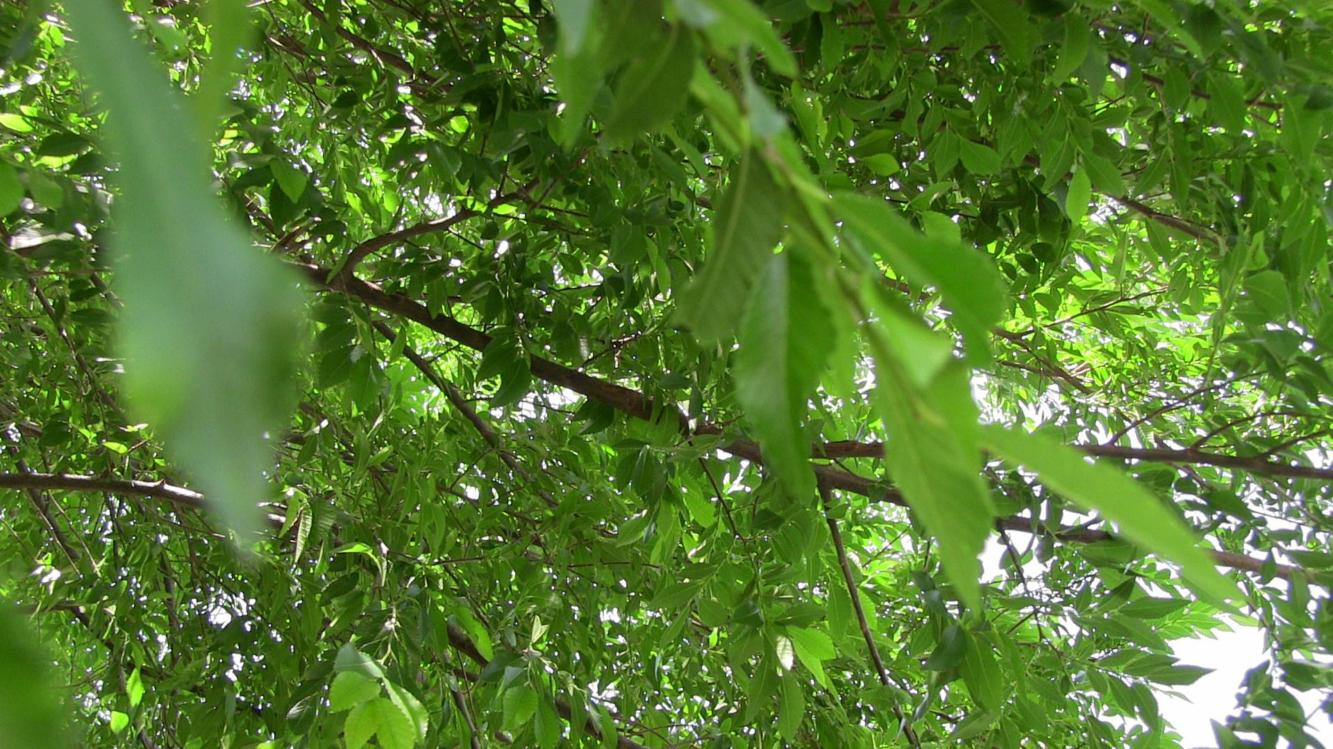 1920x1080 Why We Love Ash Trees in Our Landscape, Desktop