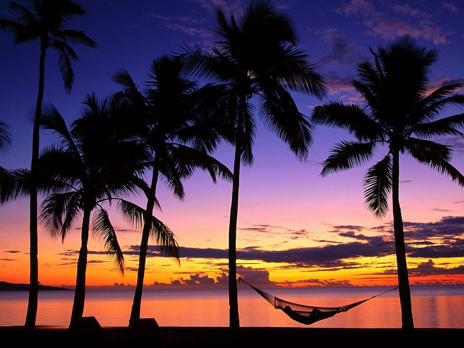 1600x1200 Beach Sunsets With Palm Trees 35888 HD Wallpaper in Beach n, Desktop