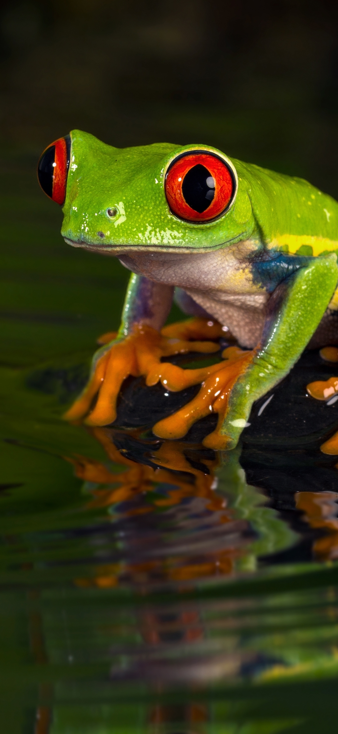 1080x2340 Red Eyed Tree Frog Phone Wallpaper, Phone