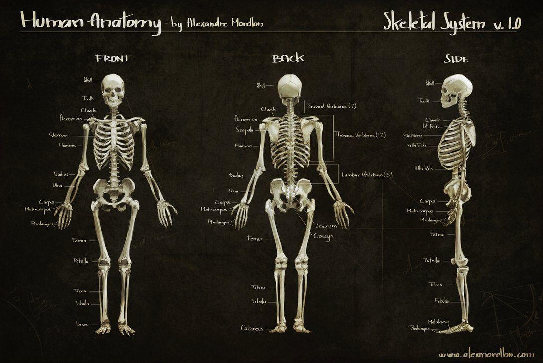 1100x740 Bone Structure Wallpaper Of Human Skeleton Anatomy, Desktop