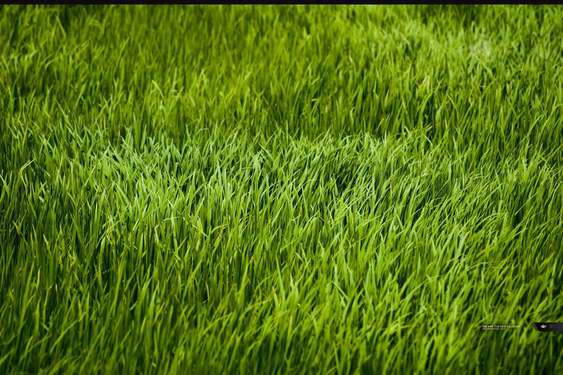 1920x1280 Grass Wallpaper, Desktop