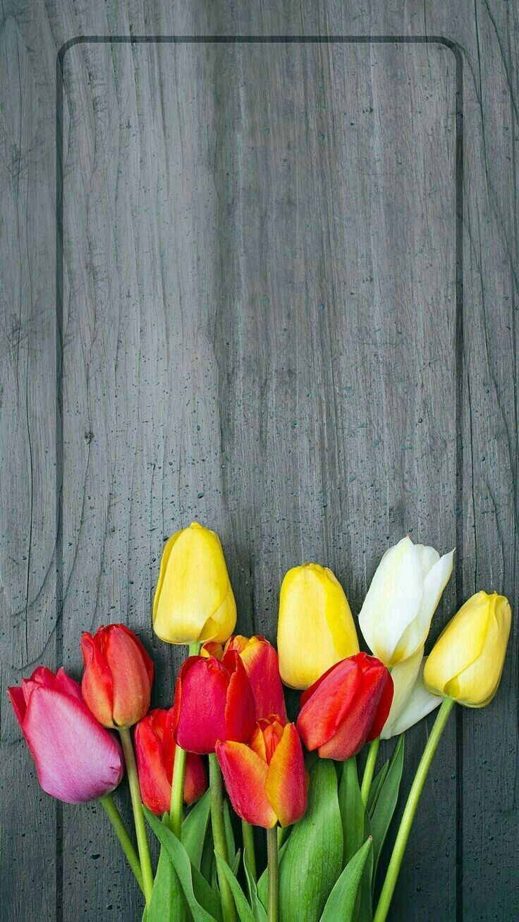 740x1310 Tulip Wallpaper, Phone