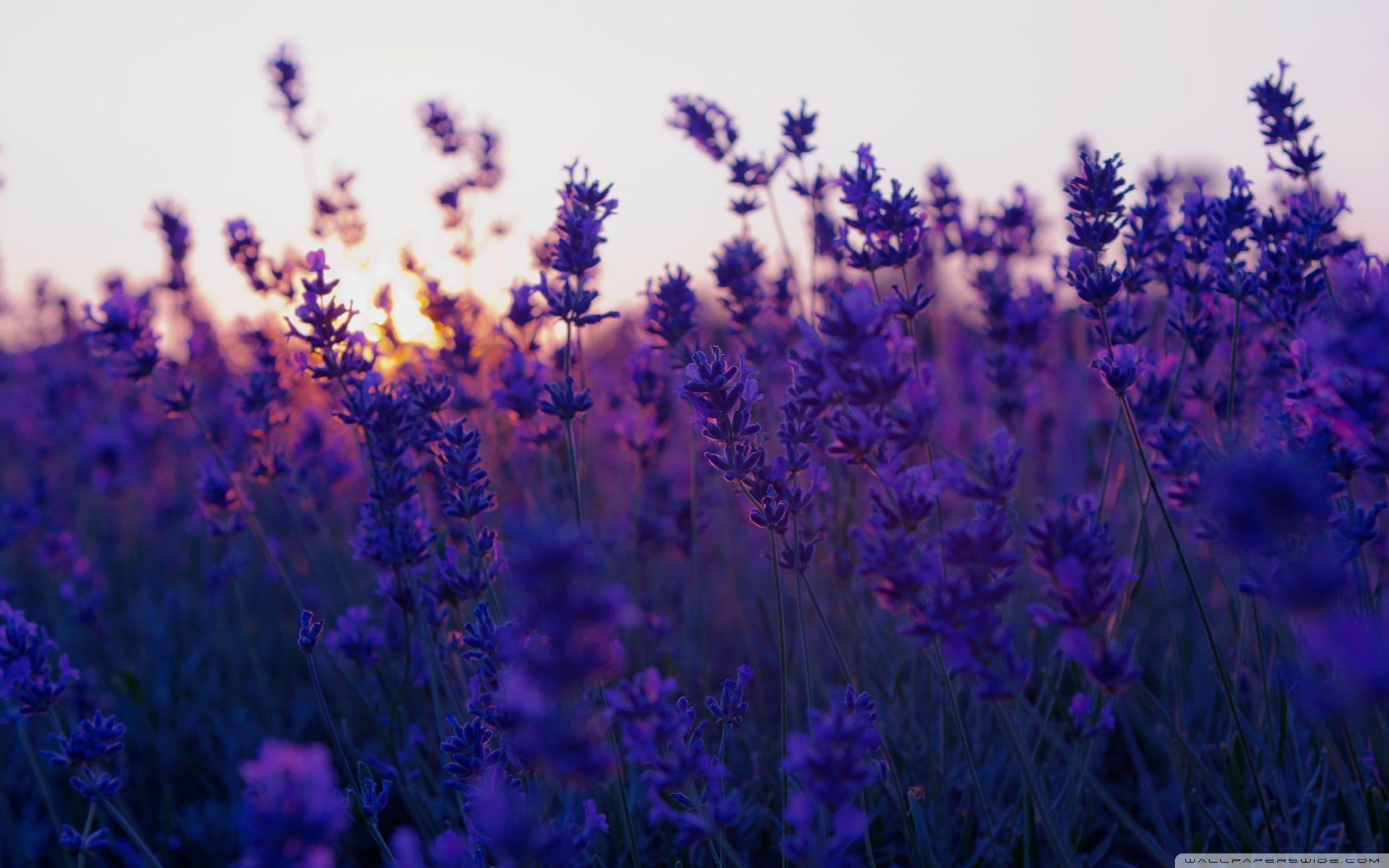 2560x1600 Lavender Aesthetic Laptop Wallpaper Free Lavender Aesthetic, Desktop