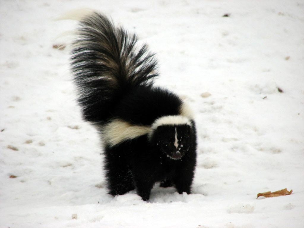 1030x770 Skunks And Stink Badgers (Family Mephitidae) · INaturalist, Desktop