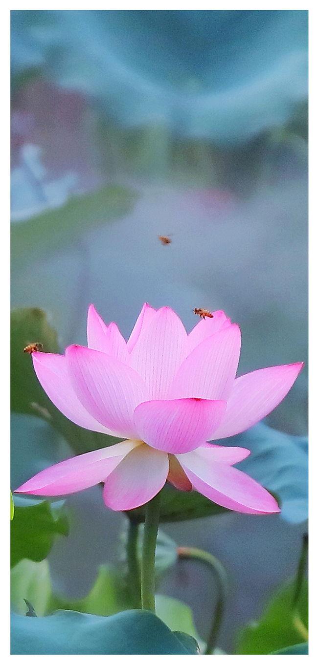 650x1370 Lotus Cell Phone Wallpaper wallpaper background image free download, Phone