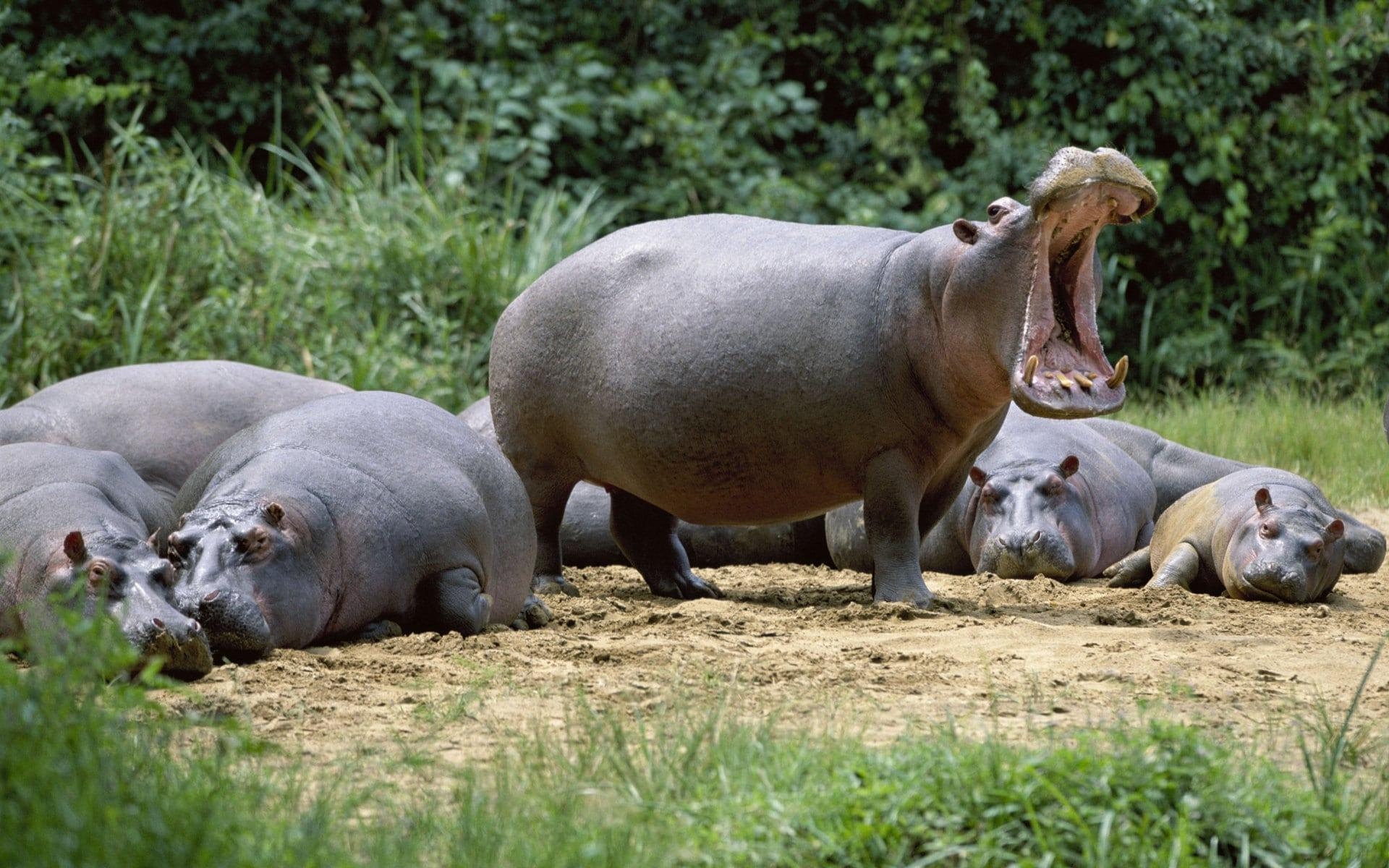 1920x1200 Hippopotamus Animals Free Image High Defination Wallpaper, Desktop