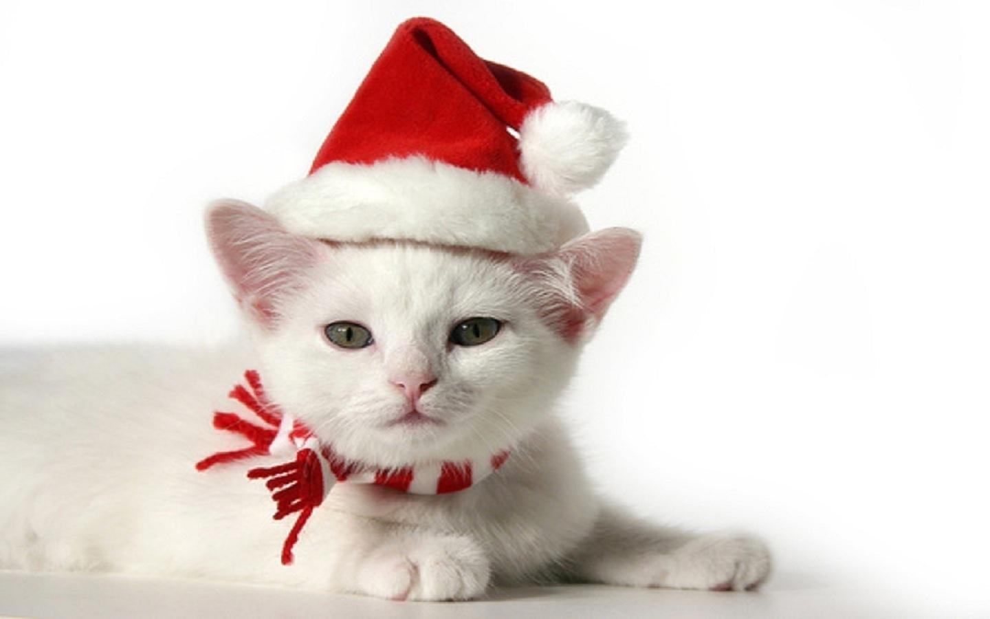 1440x900 christmas kitten Christmas Kitten 1920x1200 of, Desktop