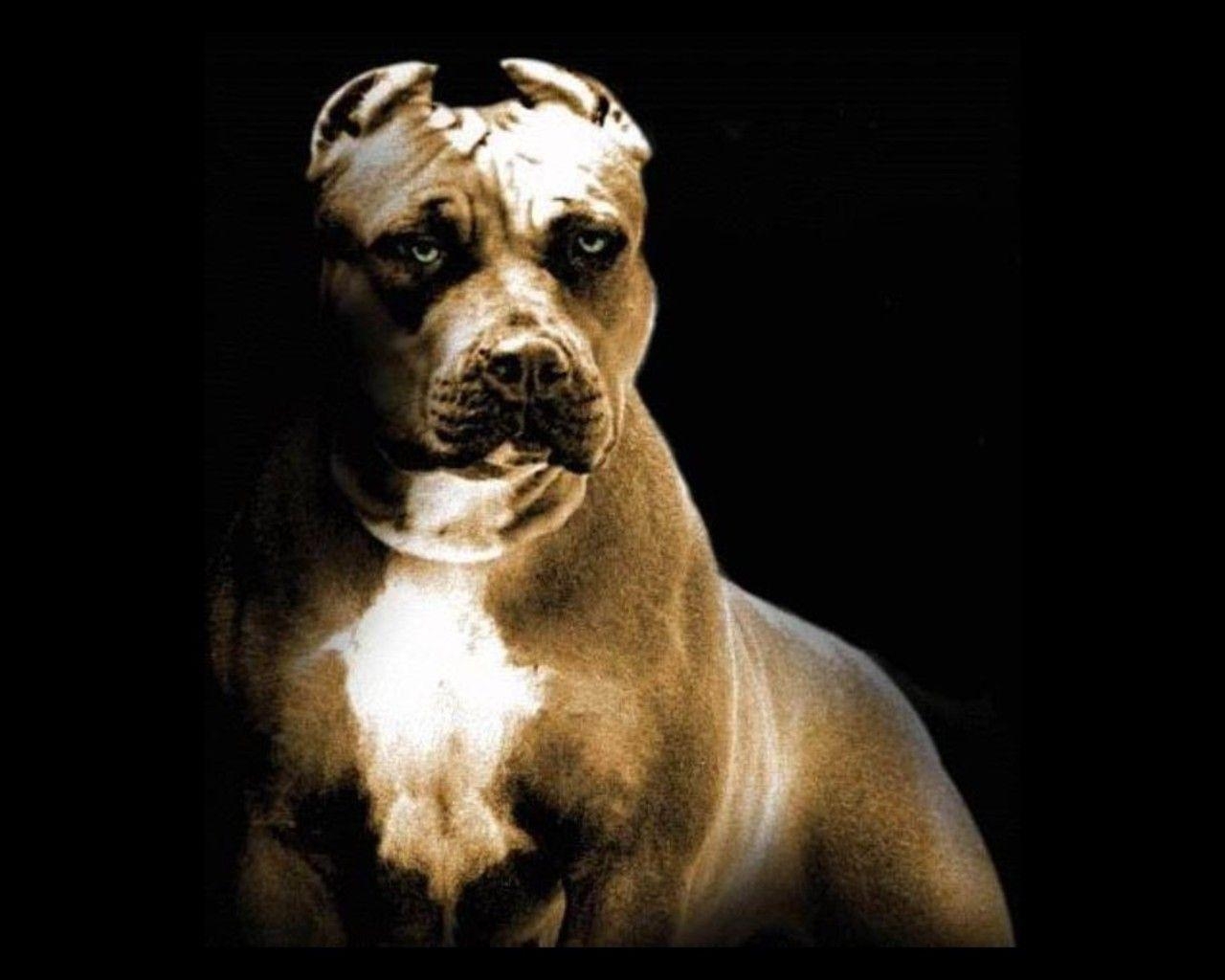 1280x1030 Pitbull Dog New Wallpaper. Pitbull Dog Picture Free Download, Desktop