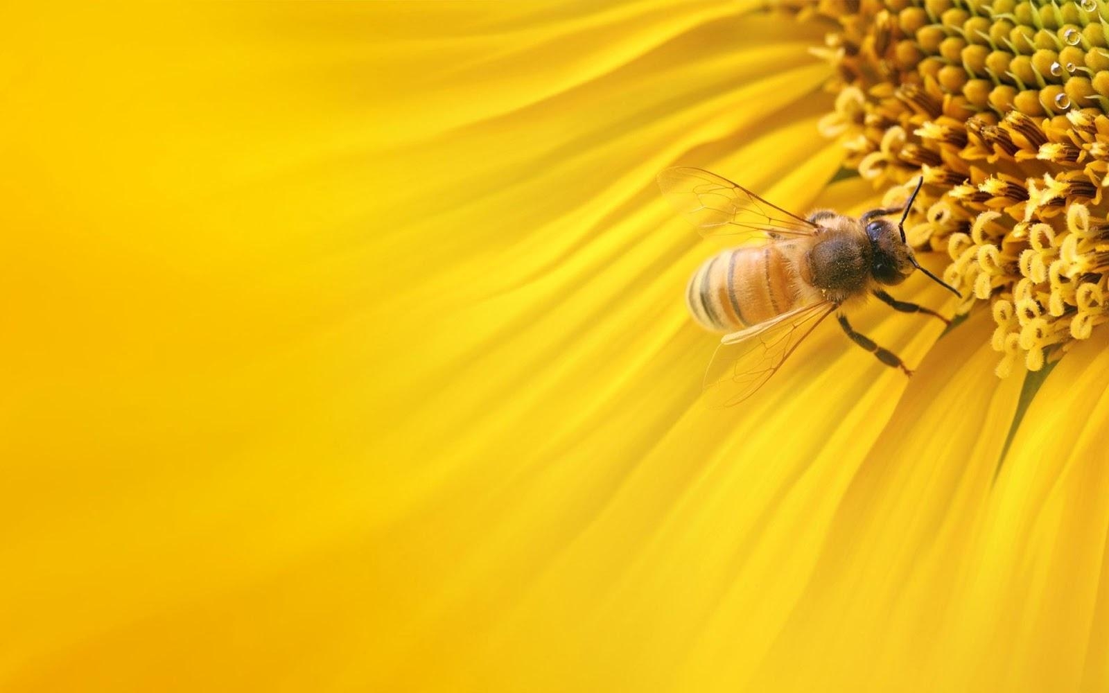 1600x1000 Bee Wallpaper Cute and Docile, Desktop