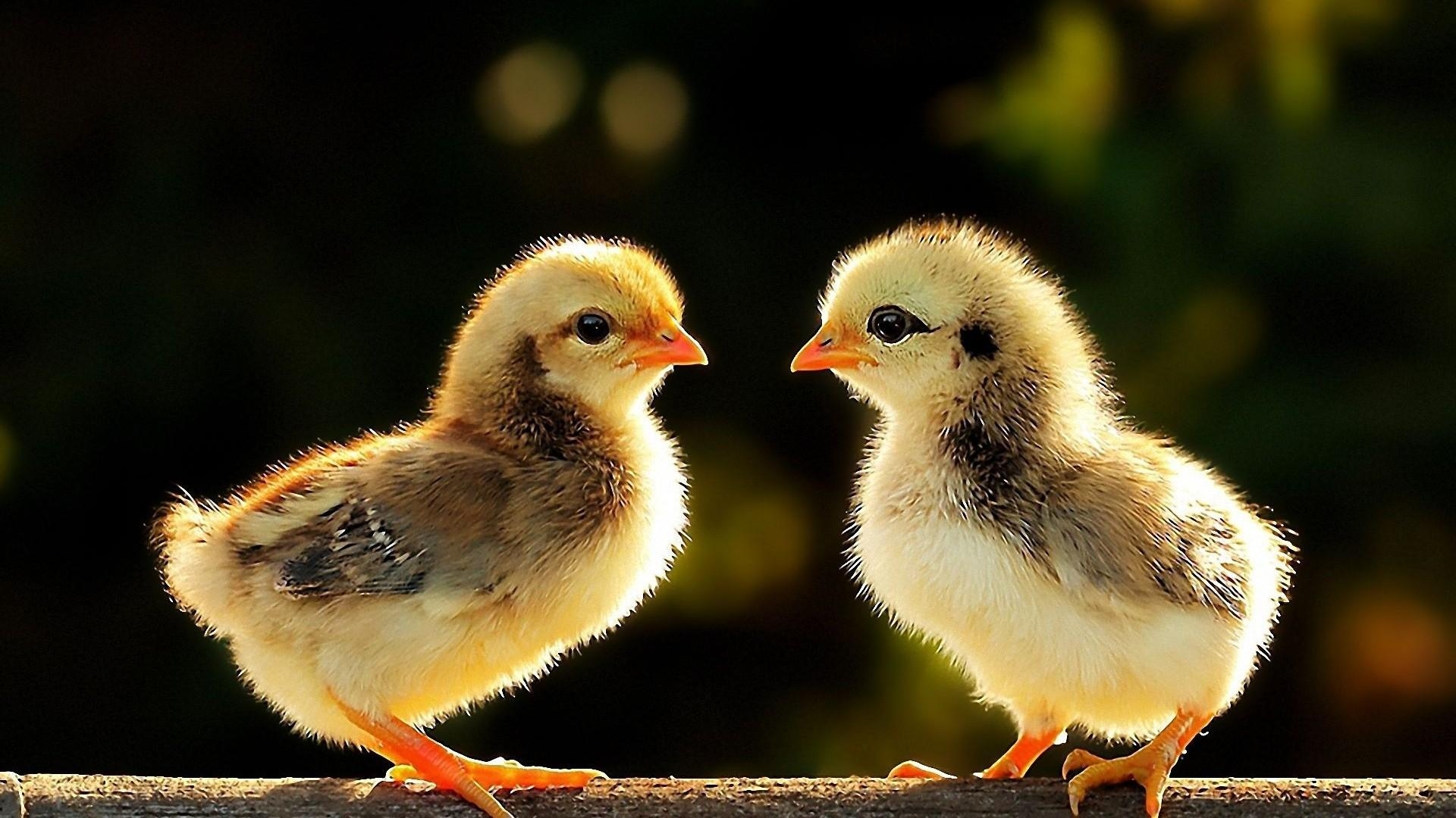 1920x1080 Baby Chicks Wallpaper, Desktop