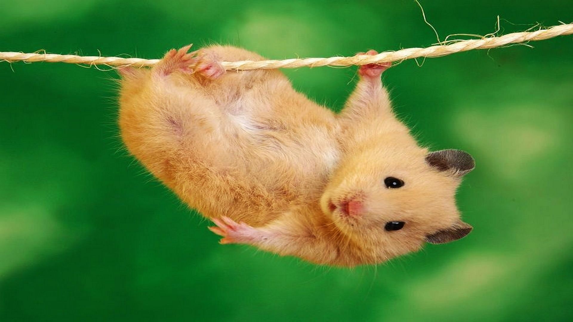 1920x1080 Free Hamster Desktop Wallpaper, Desktop