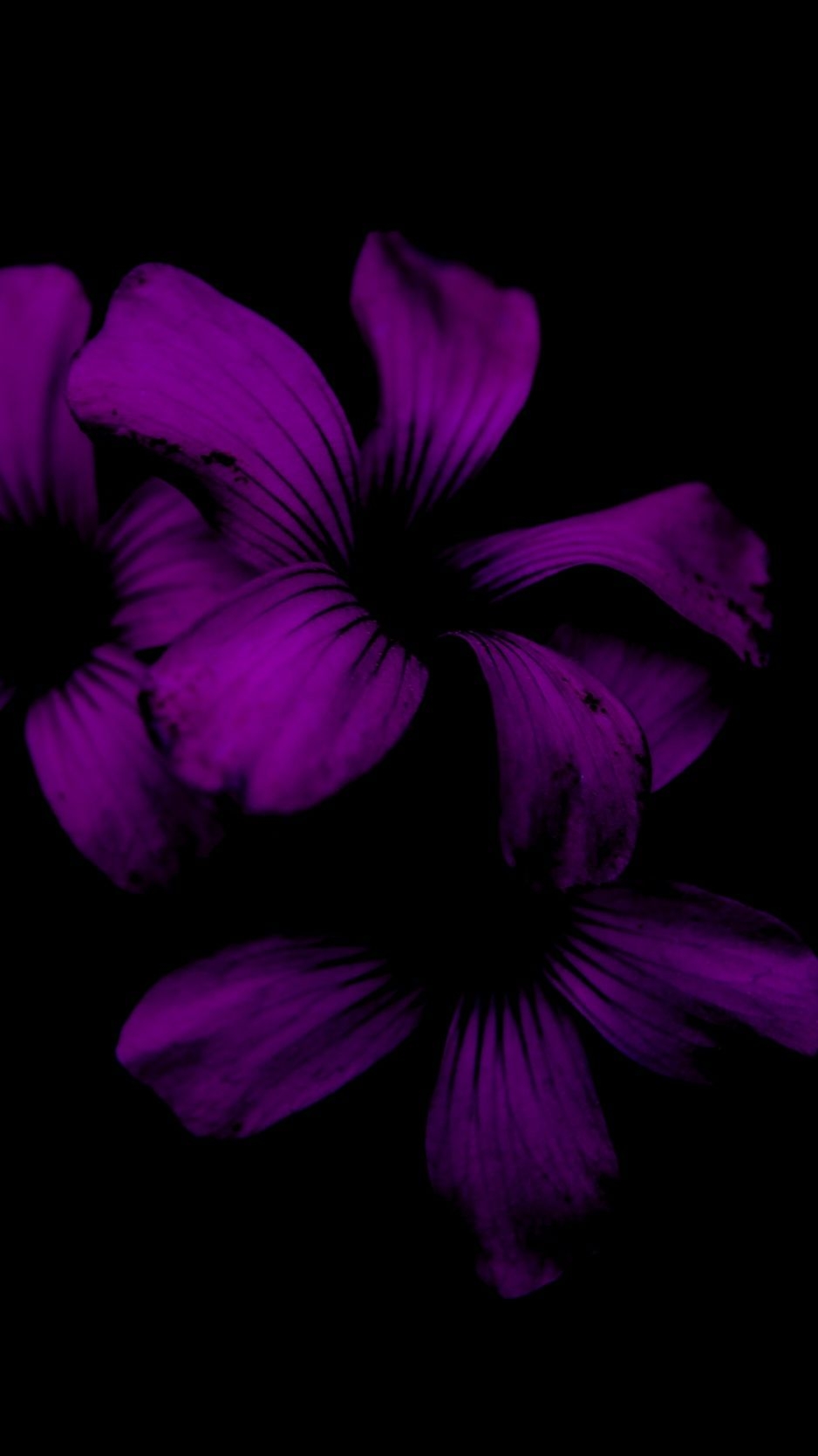 940x1670 Purple Flower iPhone Wallpaper, Phone