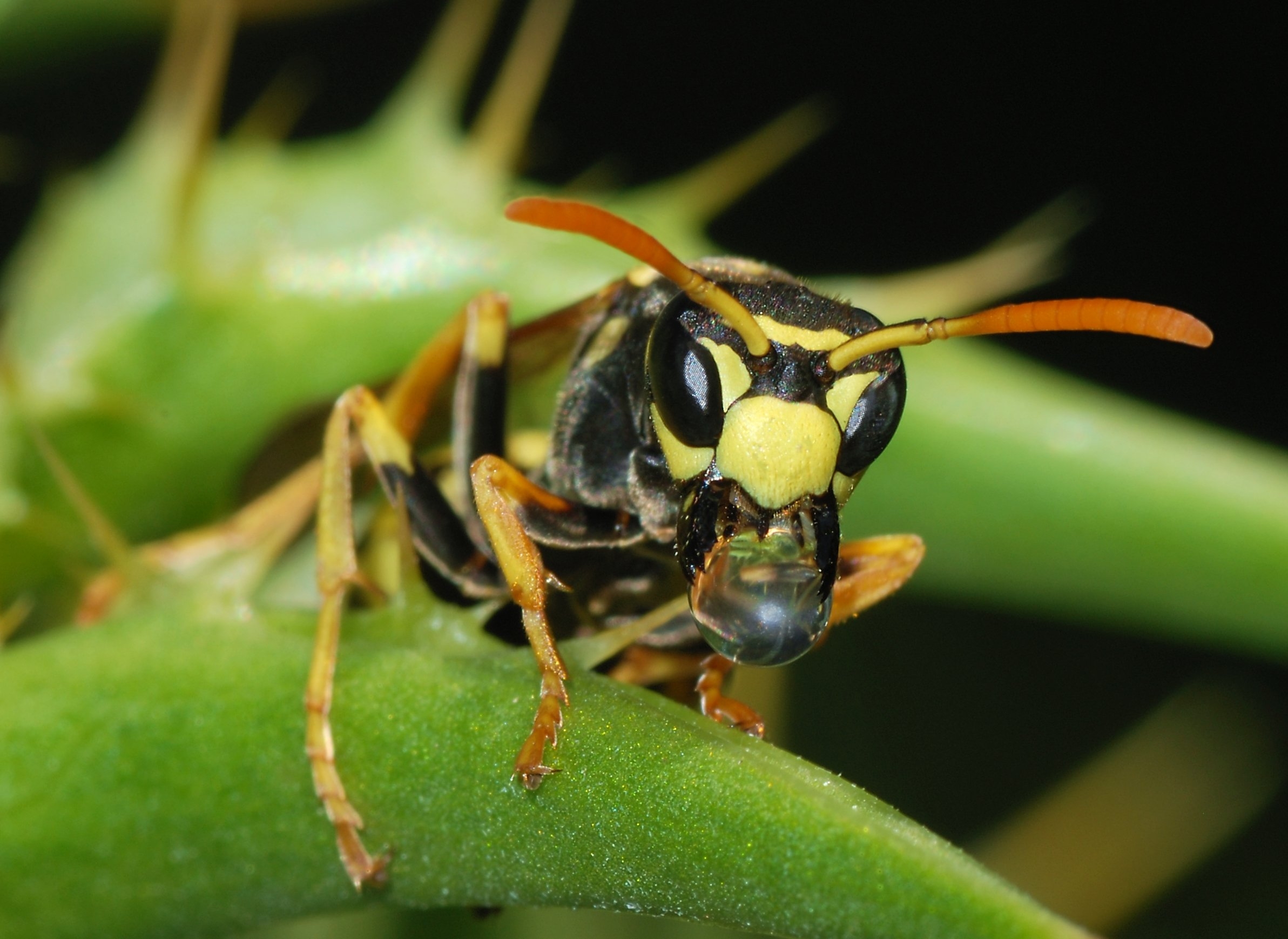 2390x1740 European Paper Wasp HD Wallpaper. Background Image, Desktop