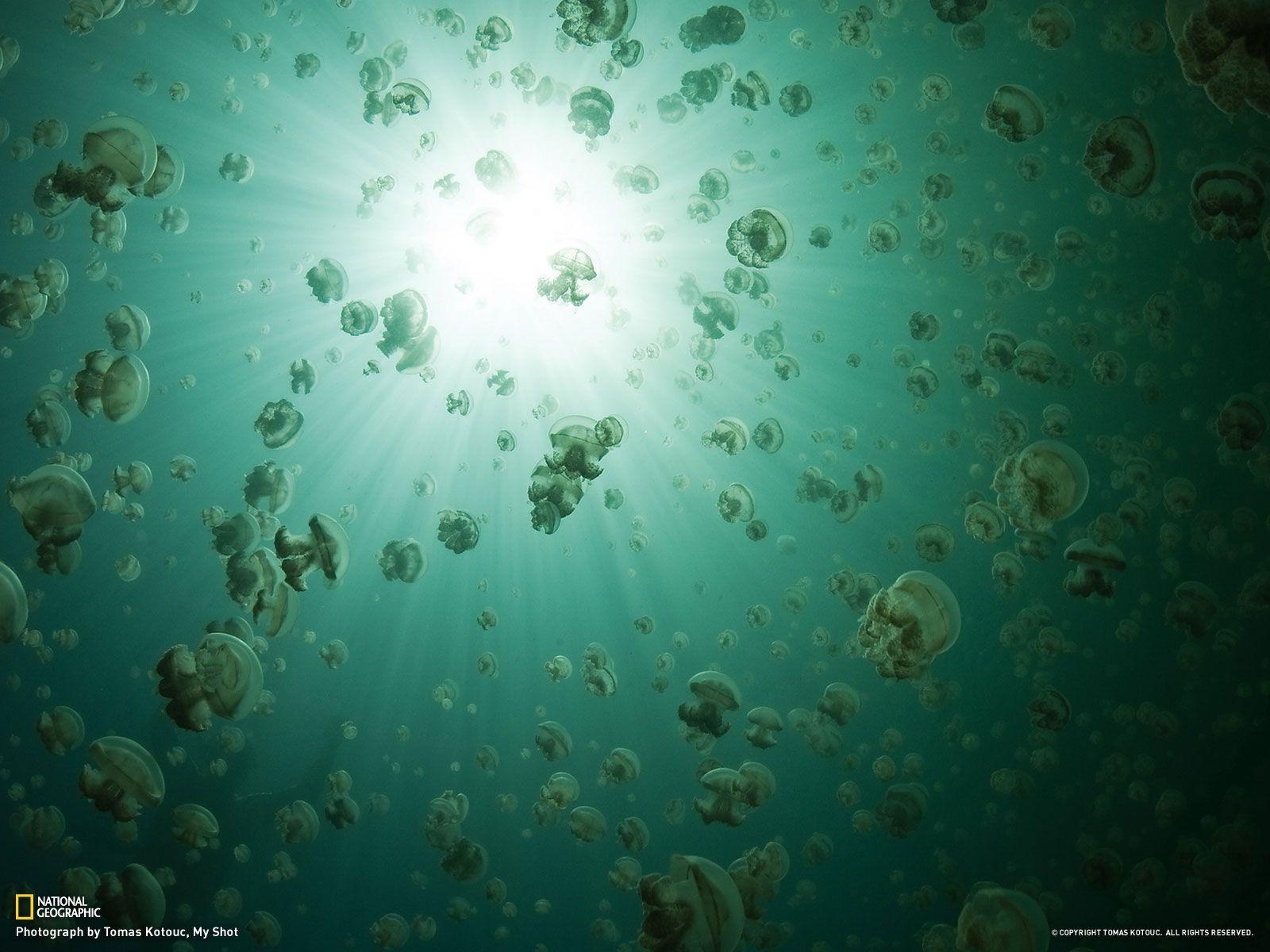 1600x1200 Jellyfish Lake, Palau, Desktop